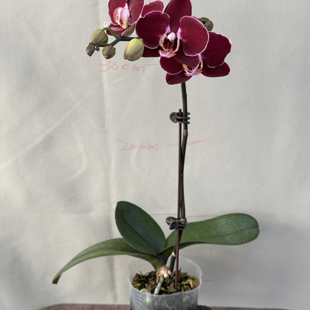 玲泷优选（黑珍珠）蝴蝶兰花期长好养护