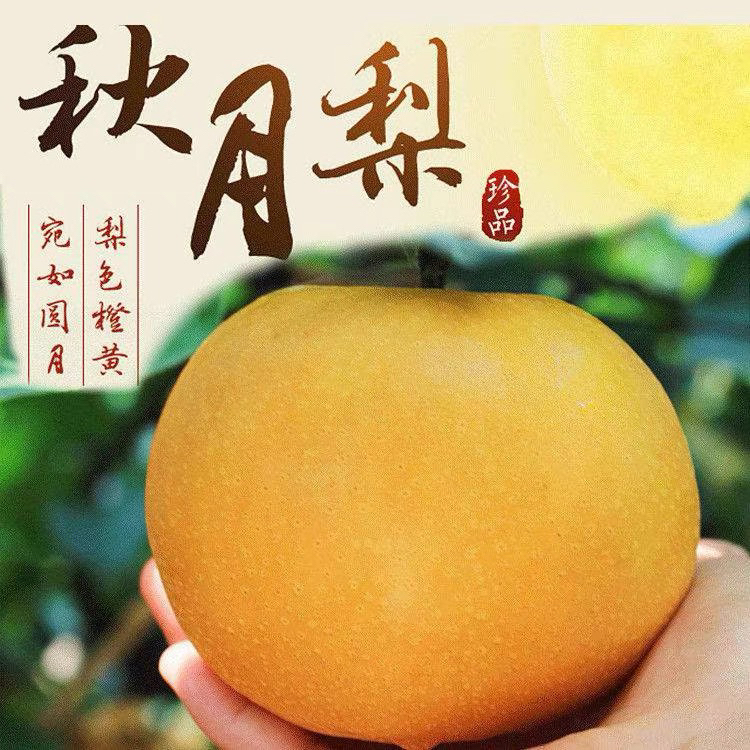 2025-头茬秋月梨新鲜现摘皮薄多汁果肉细腻化渣当季鲜果