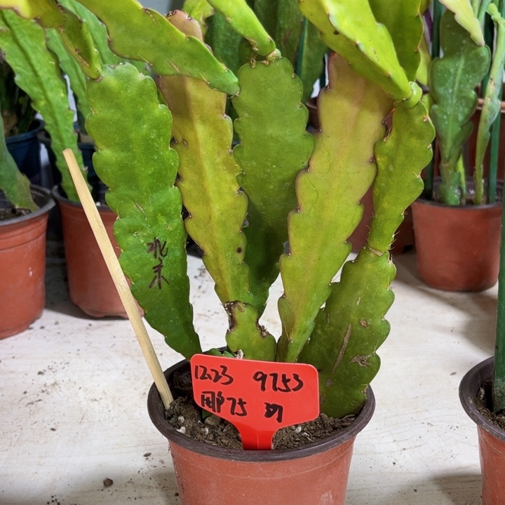 当前无花栽培后可以开花用****5北京