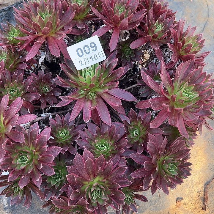 2.10-9凤凰锦多肉