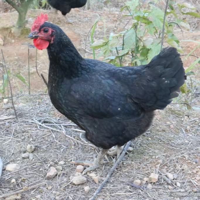 肉质鲜美脱温五黑鸡纯母整鸡