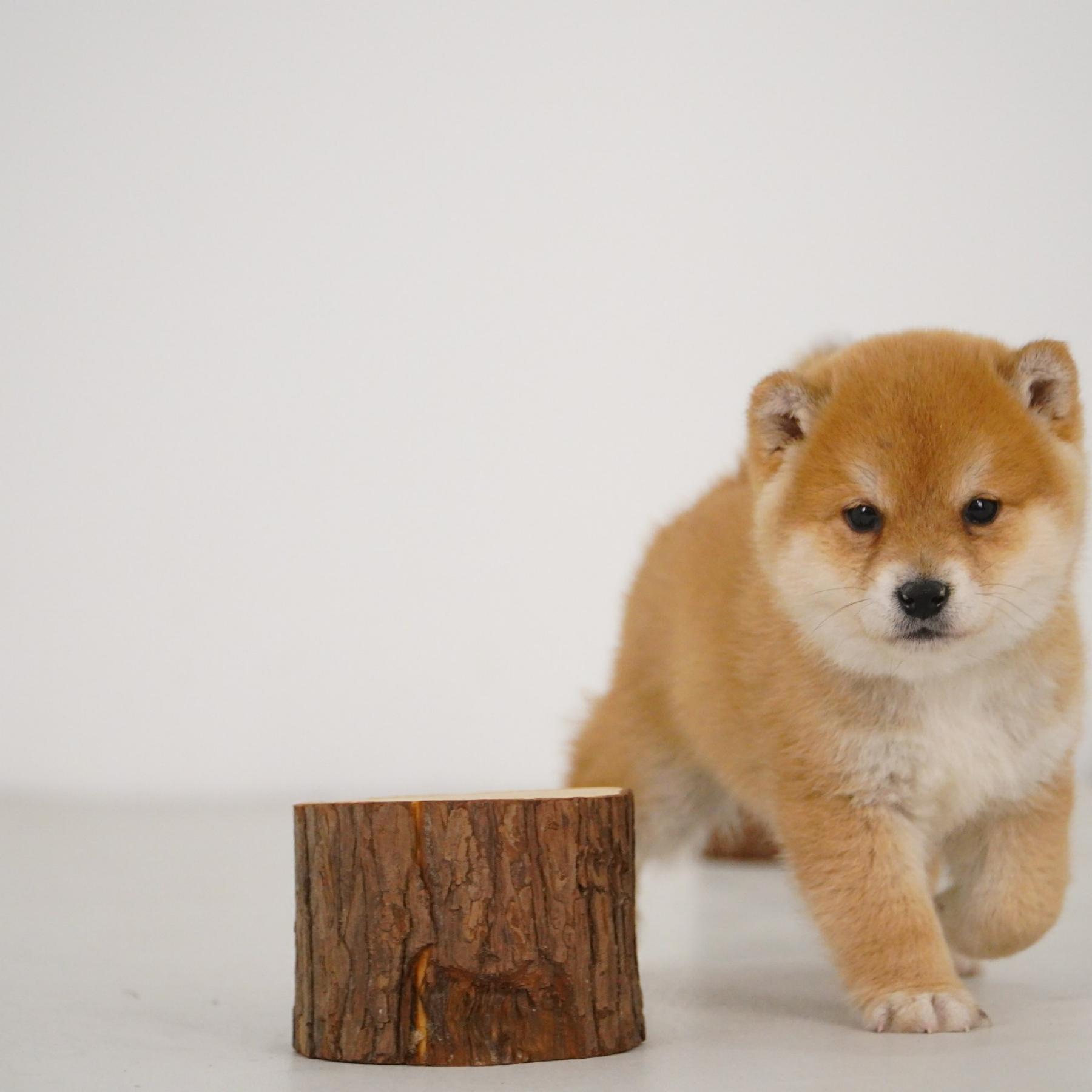 【预定非全款】柴犬赤色公活体狗狗幼犬1562纯种双血统家庭宠物