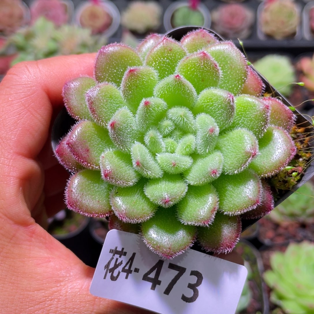 花利美4-473红毛丹