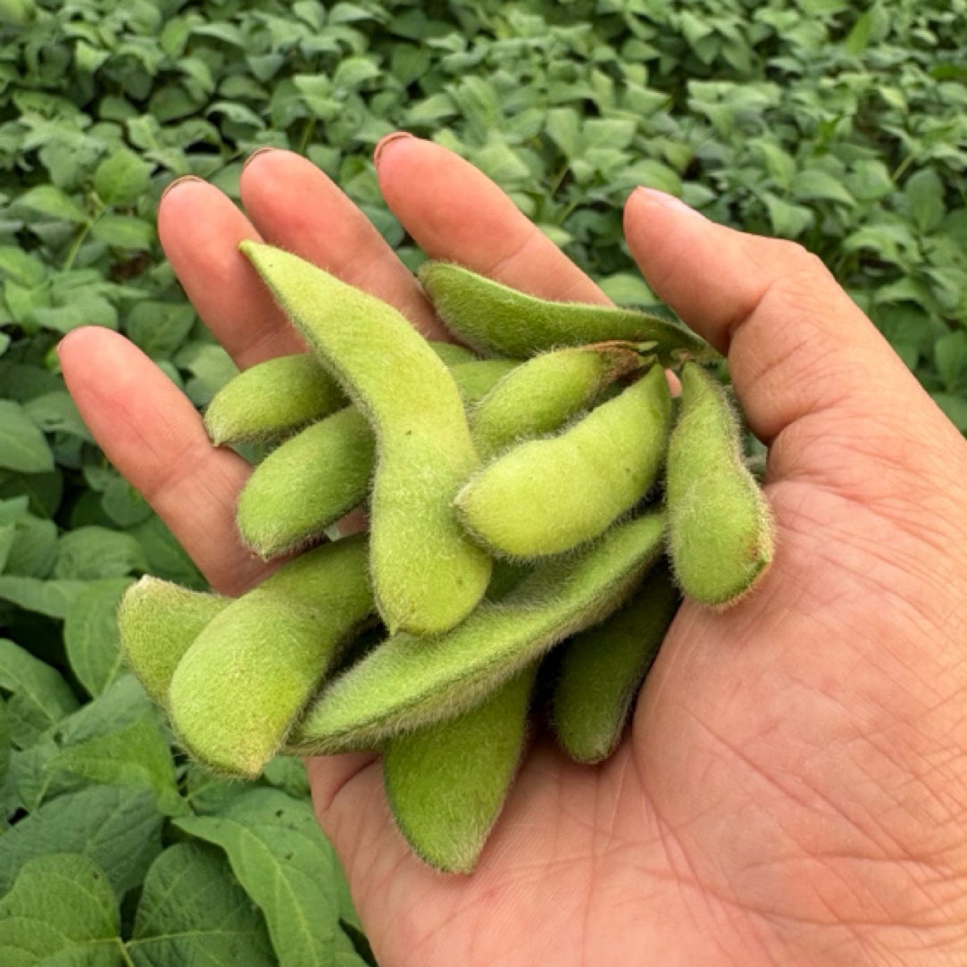 新鲜毛豆带壳青豆嫩黄豆豆荚生豆子浙江嘉兴农家自种应季时令蔬菜嘉兴毛豆