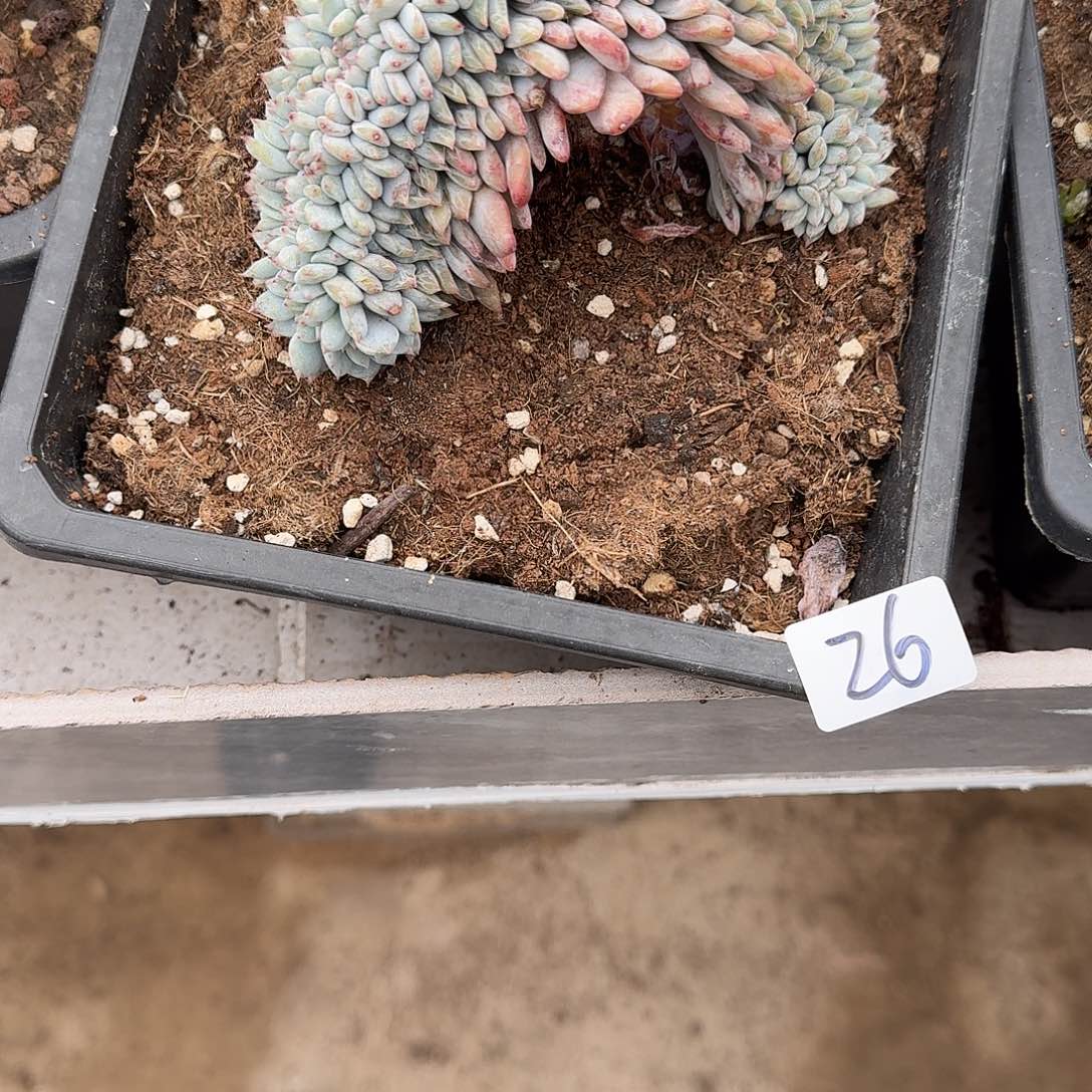 蓉26 号橙子缀化多肉植物 000