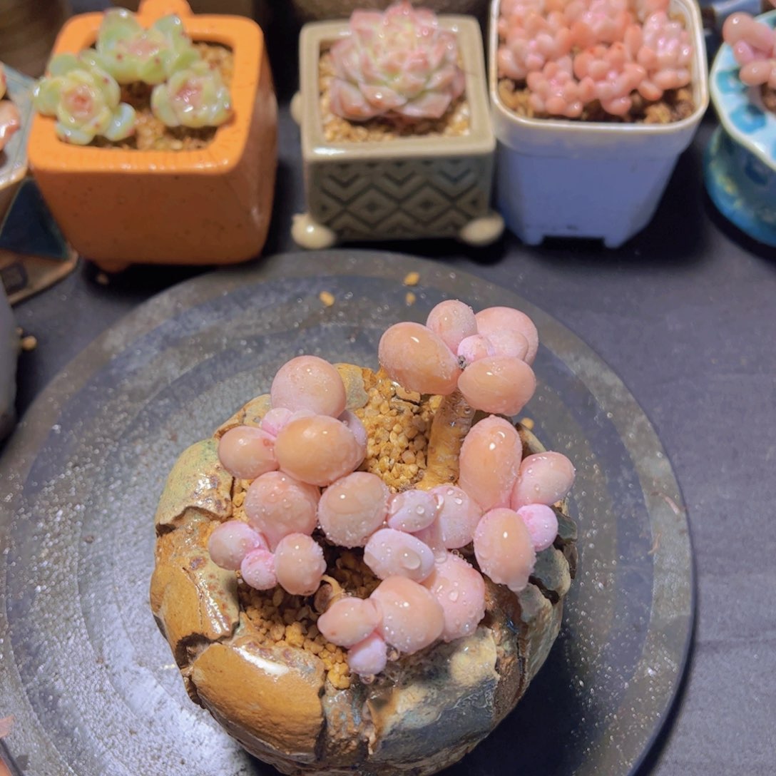 九*七奶酪，微瑕，介意勿拍