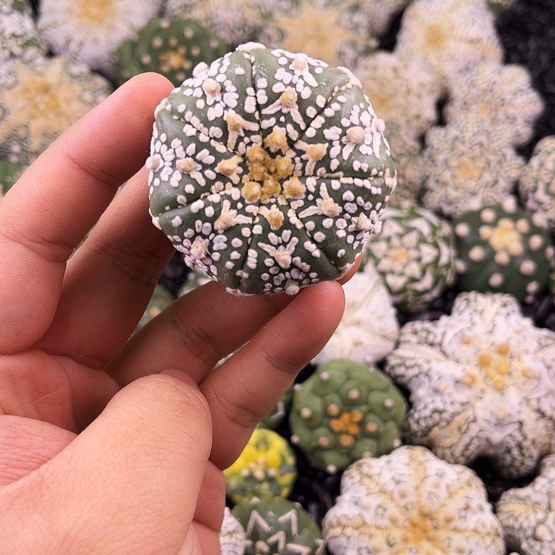 开播福利ｖ兜兜兜兜