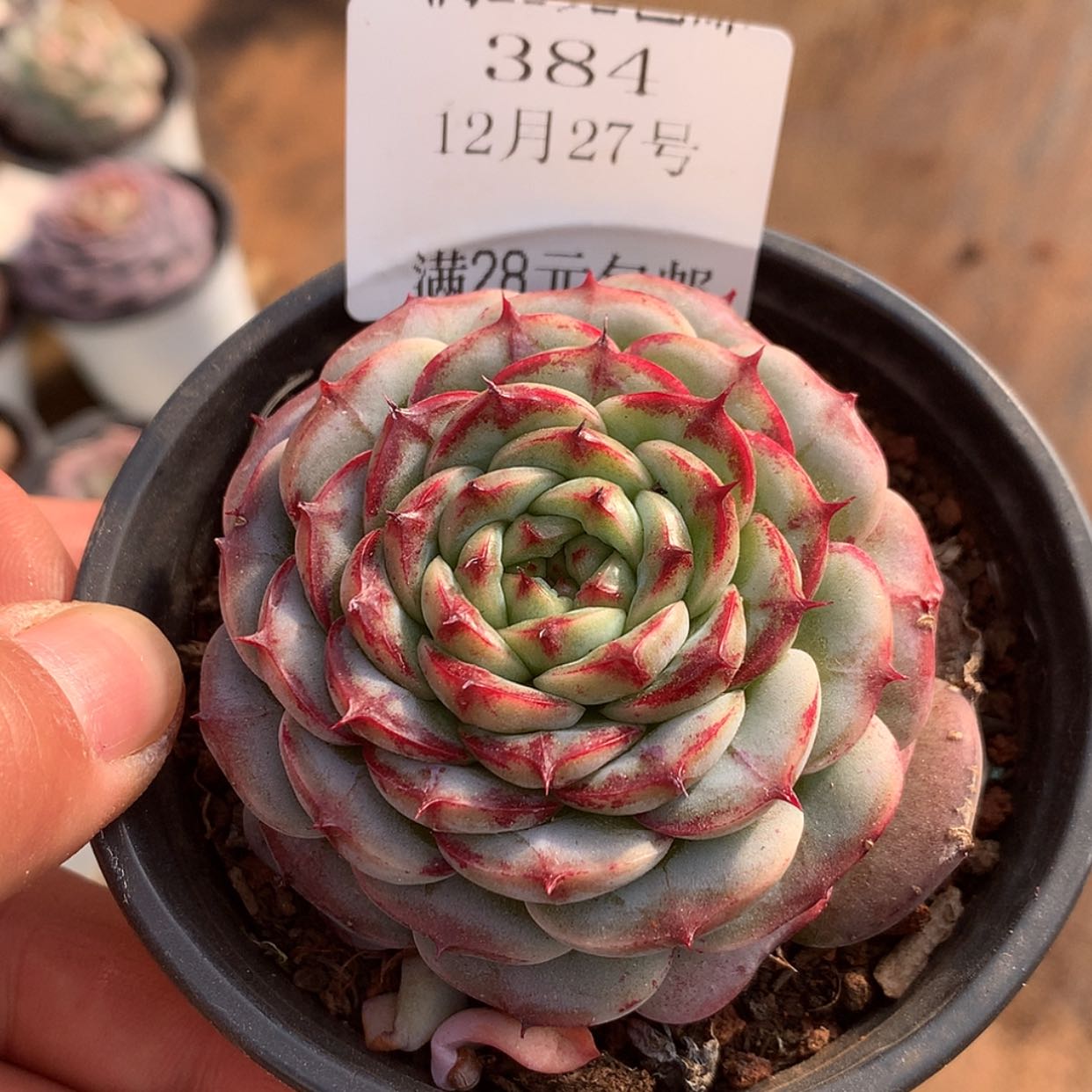 【闪购商品】云384号
