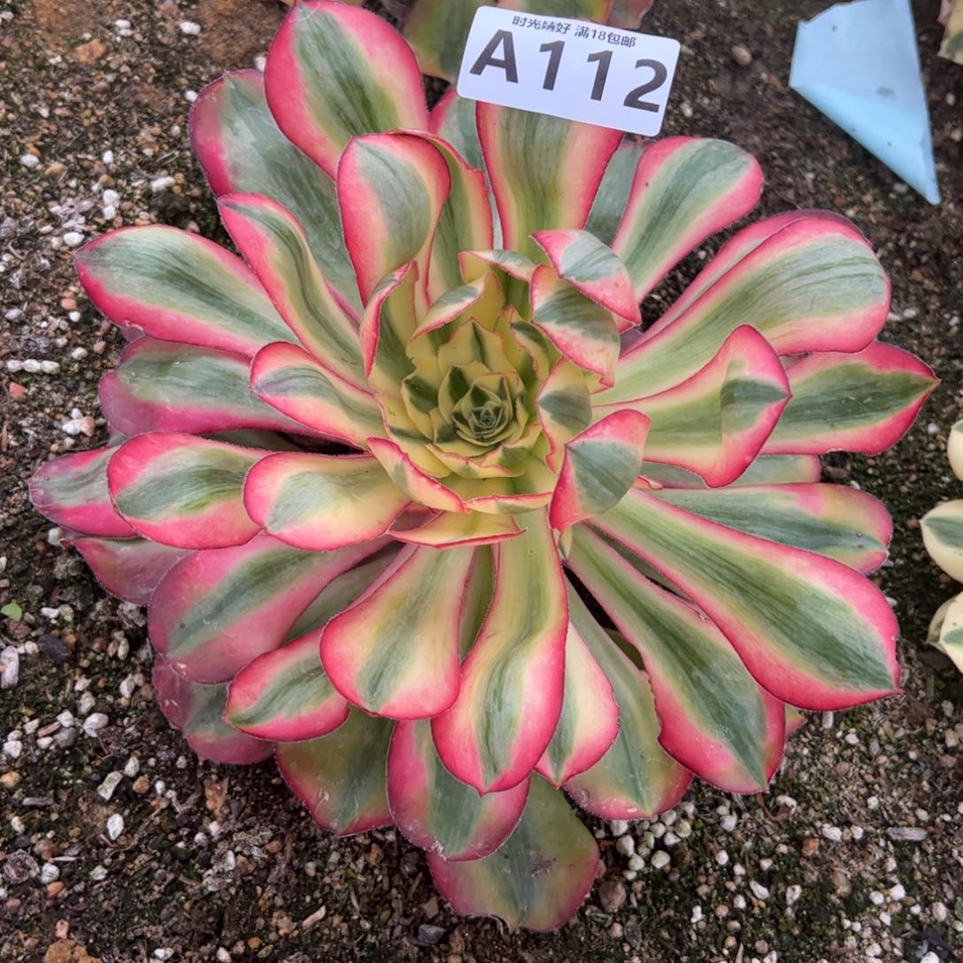 112爱丽丝多肉植物