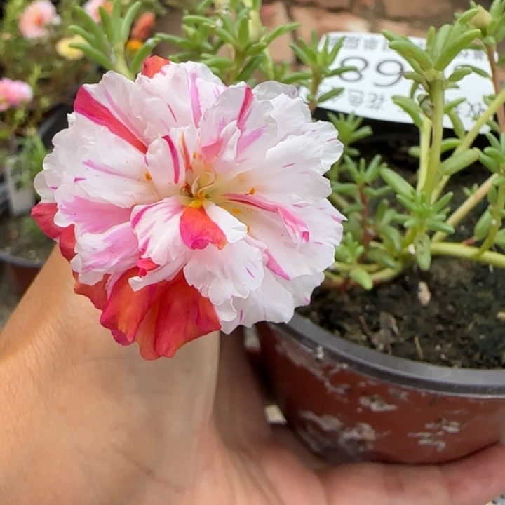 无花朵J868超小苗盆口10cm