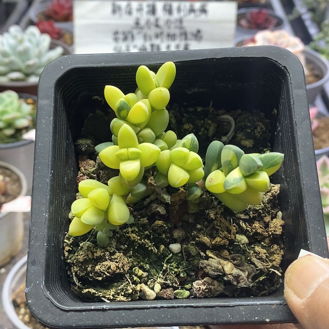 A932精美多肉鹿角锦