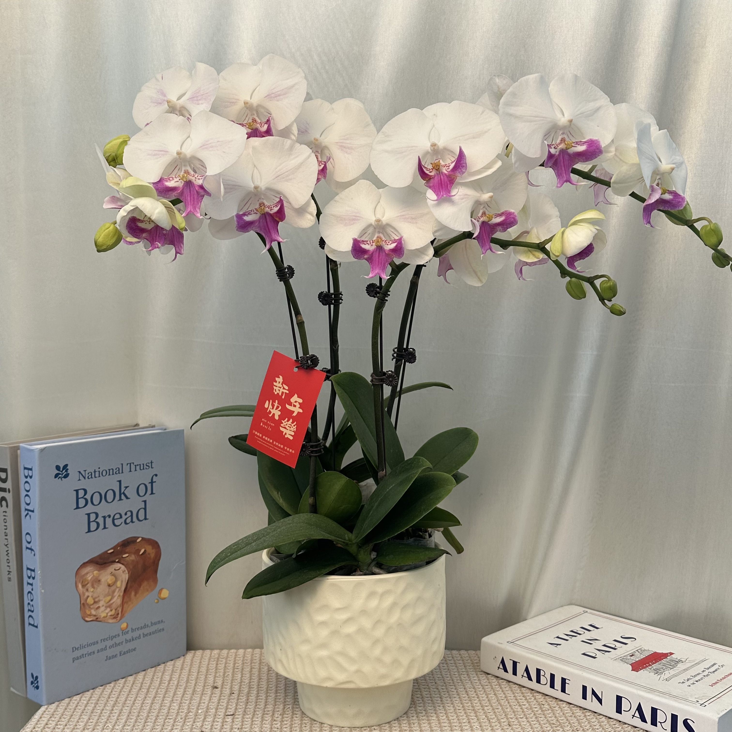 幸福花舍蝴蝶兰【茶花女】欧洲进口花花精美组盆送人送礼蝴蝶兰盆栽