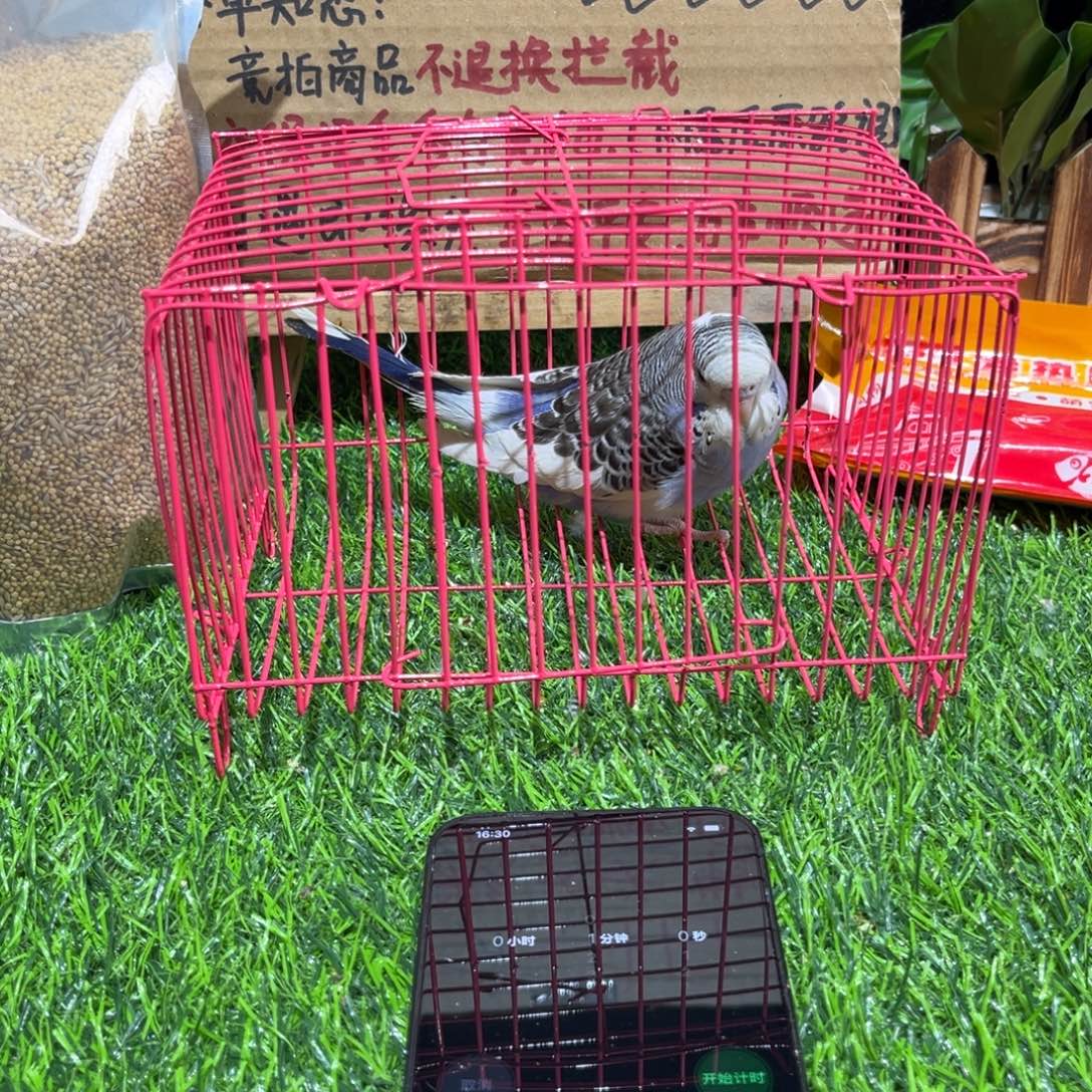 沐***m虎皮鹦鹉虎皮鹦鹉一只，一物一拍不退换竞拍