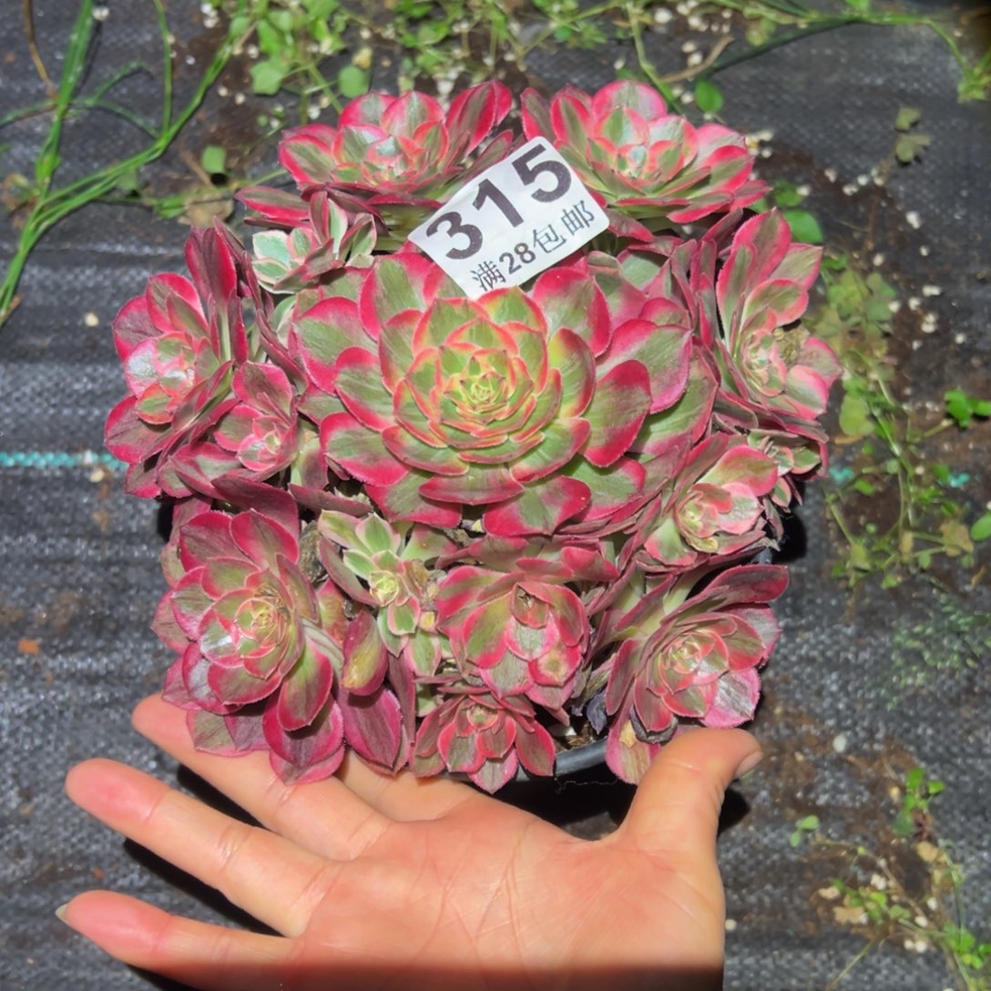 多肉植物315赤子心