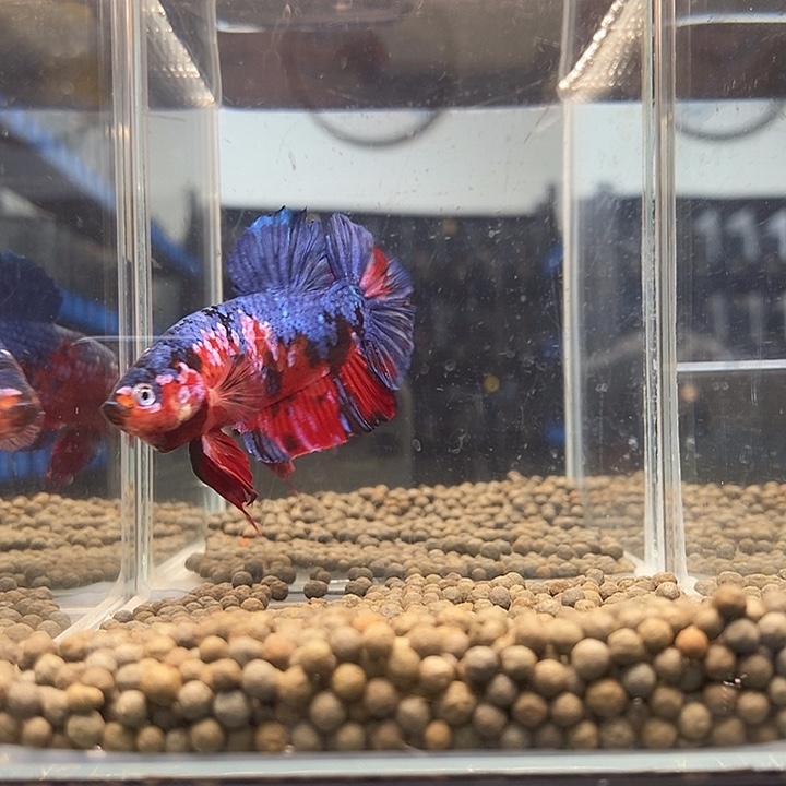 斗鱼黑247巨斗将军