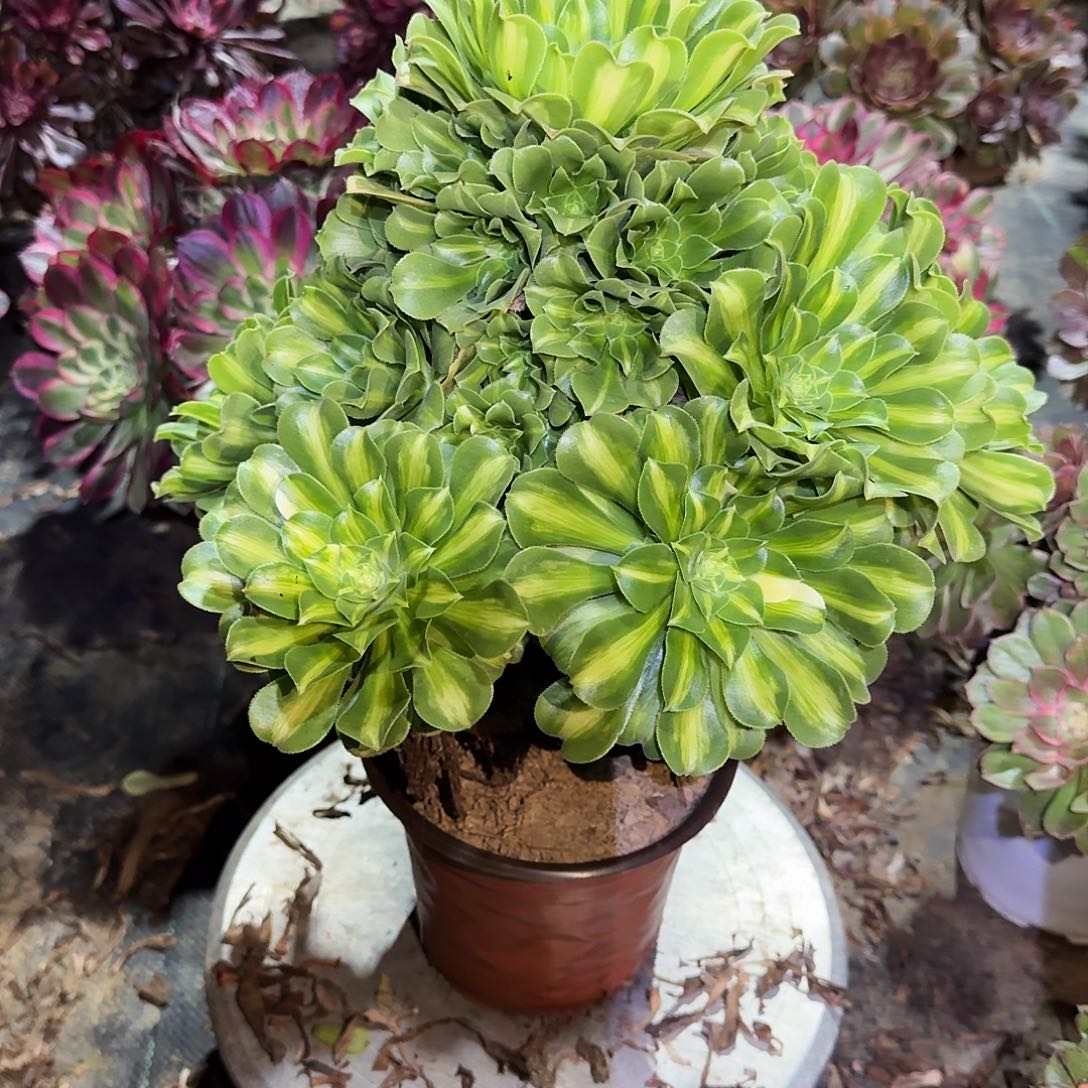 多肉植物翡翠琉璃596