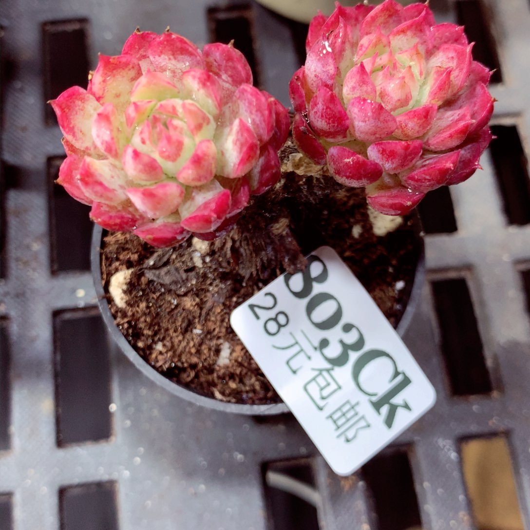 5厘米盆精控多肉803