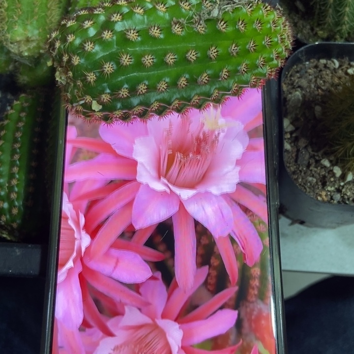 仙人球金一侧芽一个