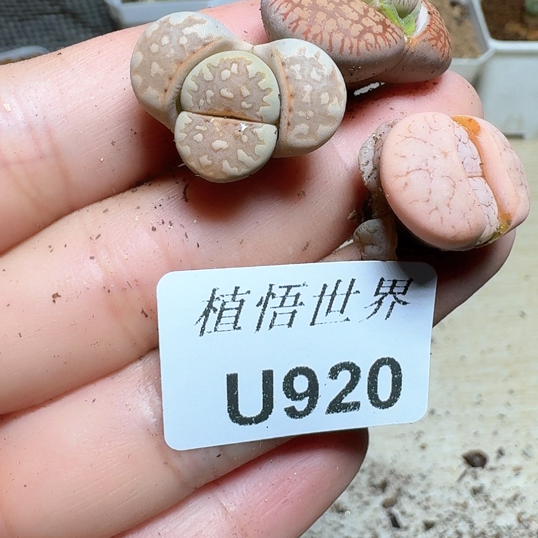 920号多肉植物哇c