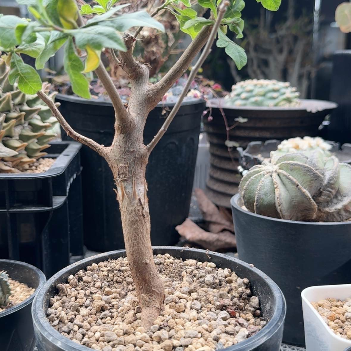 【闪购商品】实生威迪橄榄哈哈哈