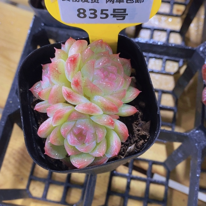 835号 优选精品白桃多头