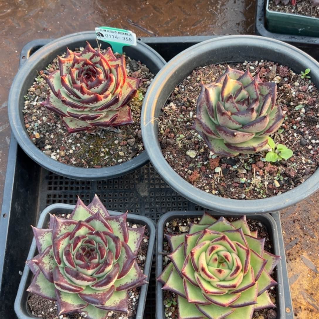 多肉精选编号0114.355