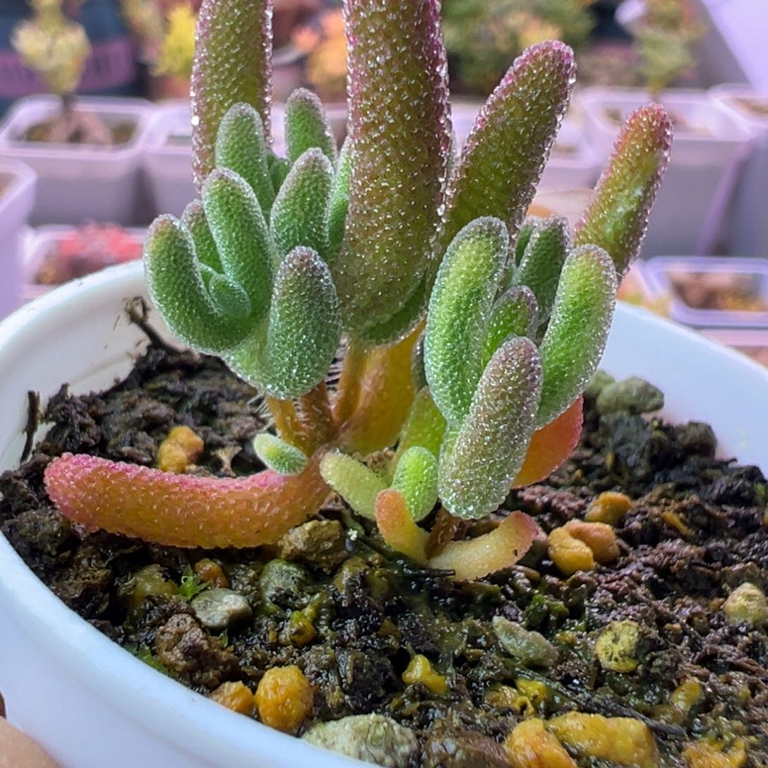 多肉植物枝干钻石带黄锦拉丝锦