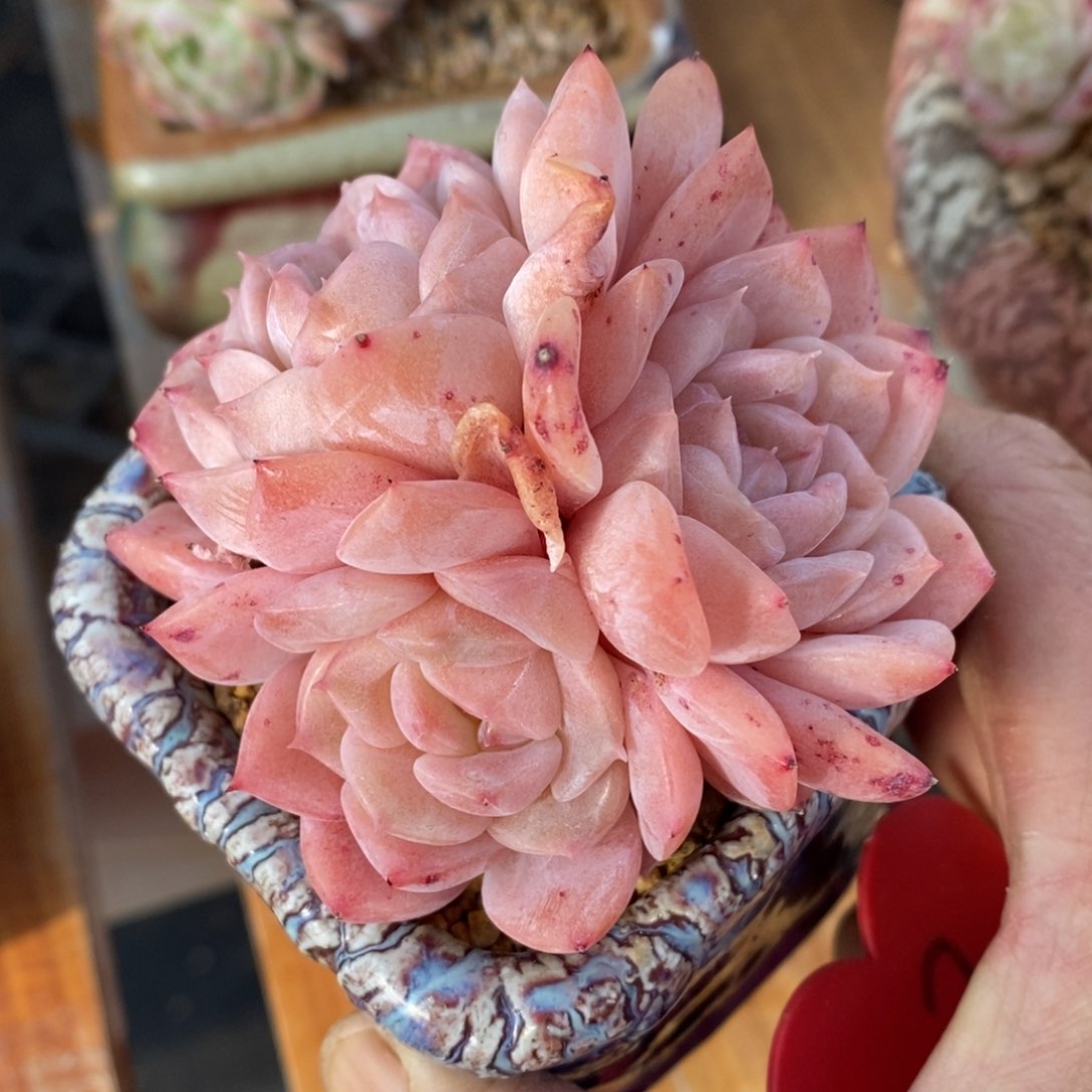 精品多肉一物一拍不包整22