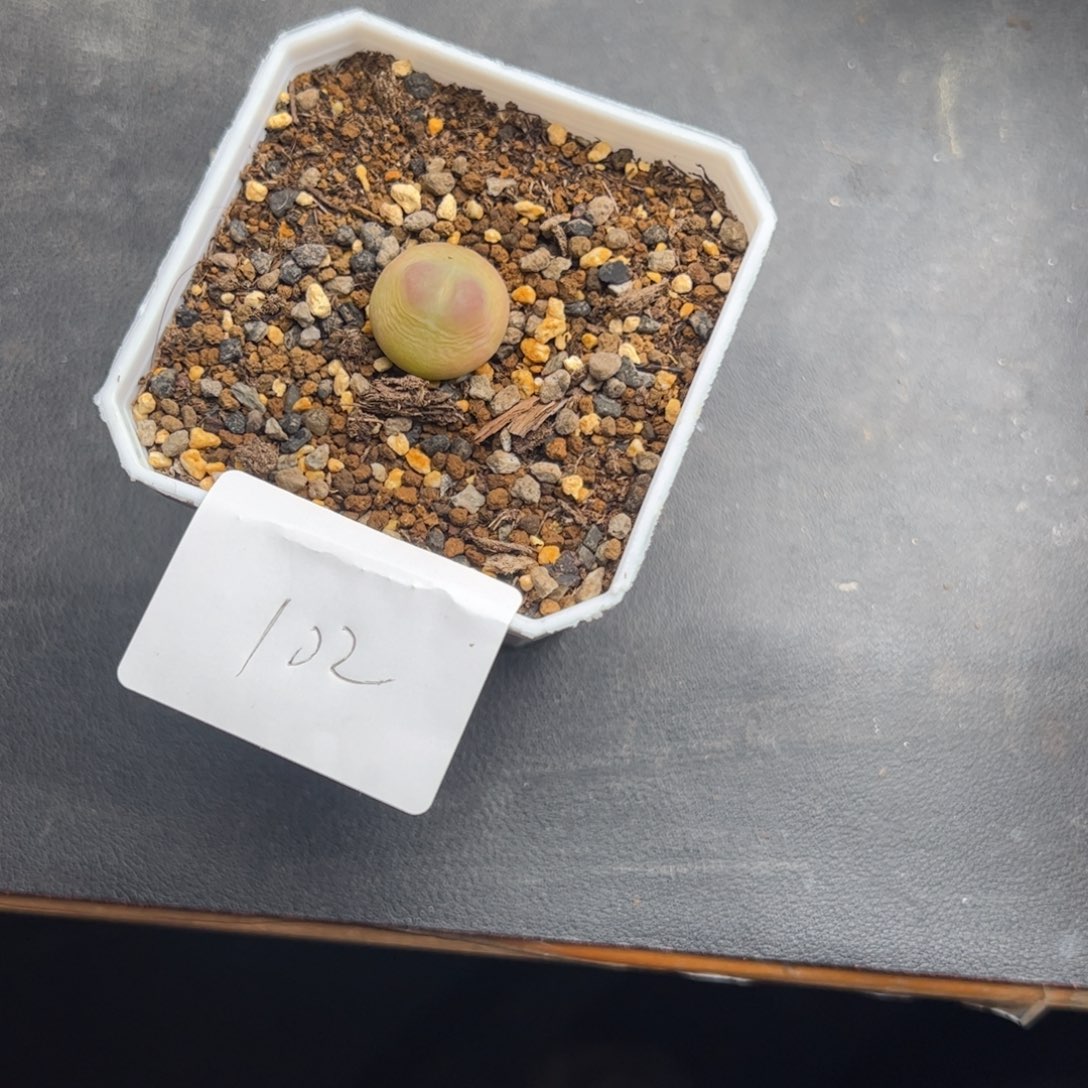 N***'12.13啦啦多肉植物102