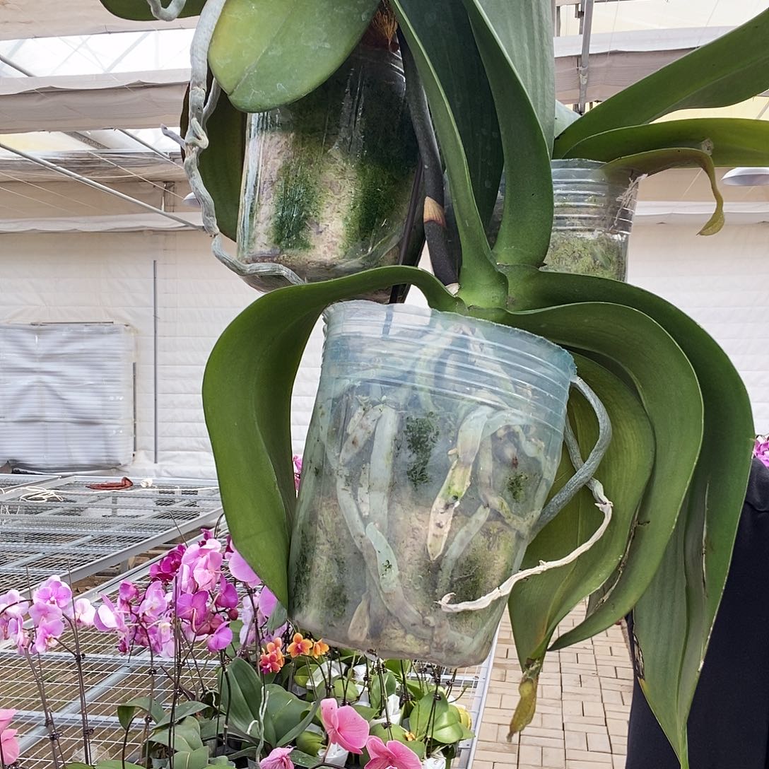 完全开放瑕疵花后苗3棵3.5