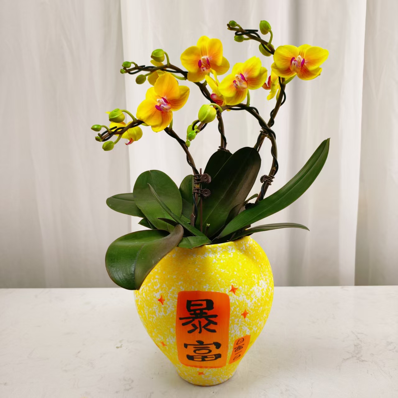 国华花卉【皇妃】蝴蝶兰轻 奢 绿植花卉艺术高级盆栽植株好养