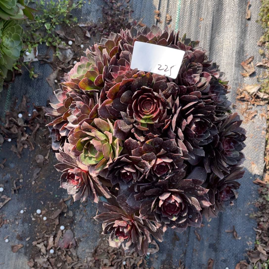 老五多肉225111111