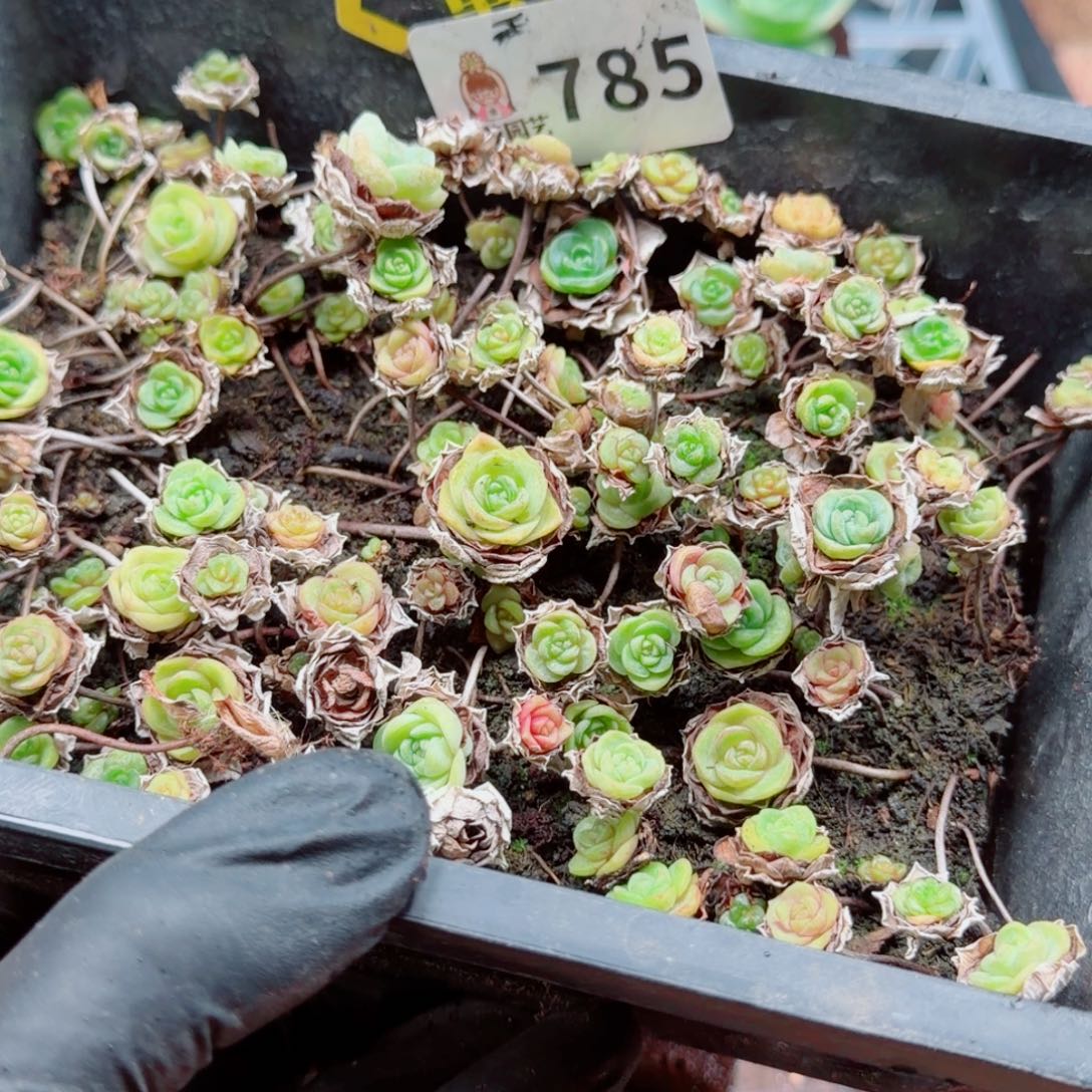 多肉植物多肉植物