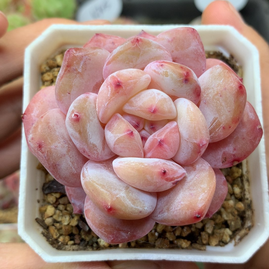 橙梦露单头老桩4800