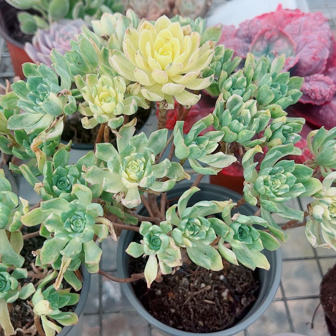 爱染锦多头造型精品二盆
