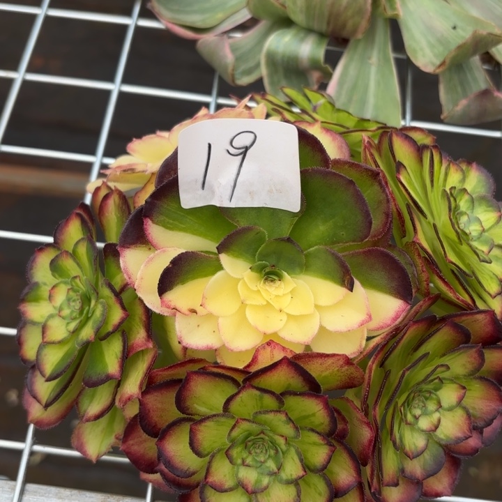 无花朵019特价龙鳞无根无售后