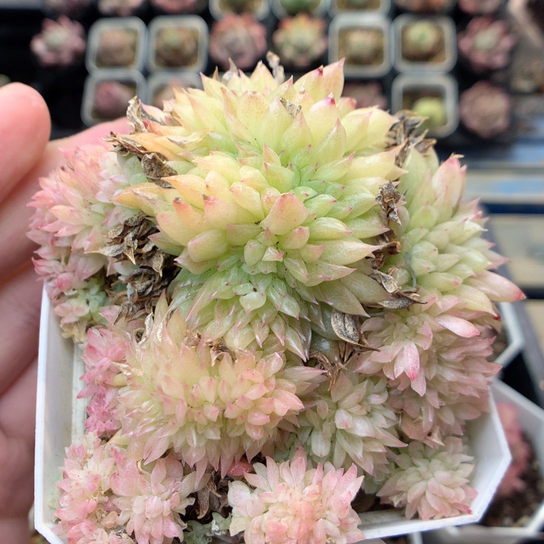 G112麦杆缀，20包邮两天凑单偏远不发货