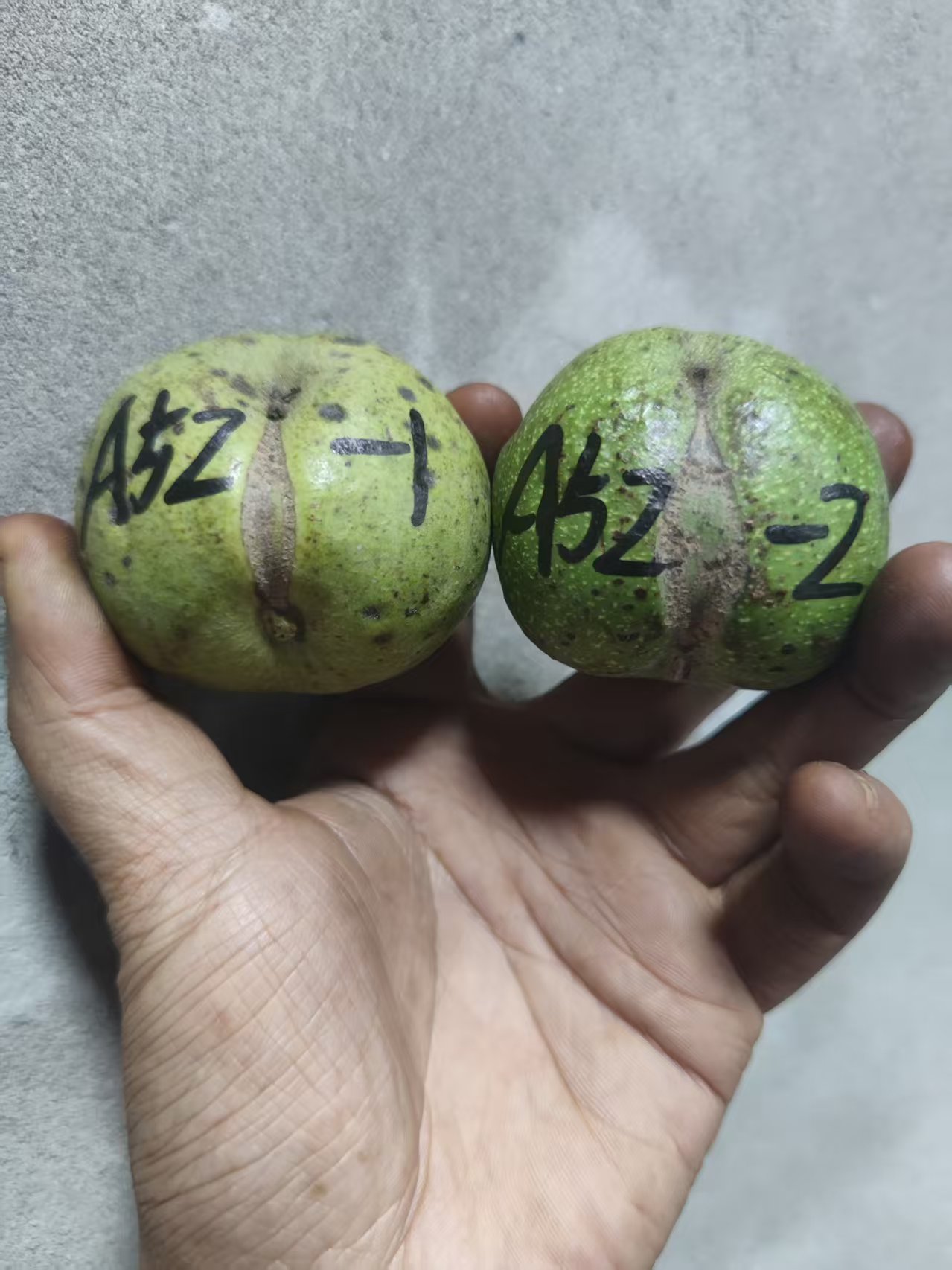 白狮子核桃只保品种2个--A52
