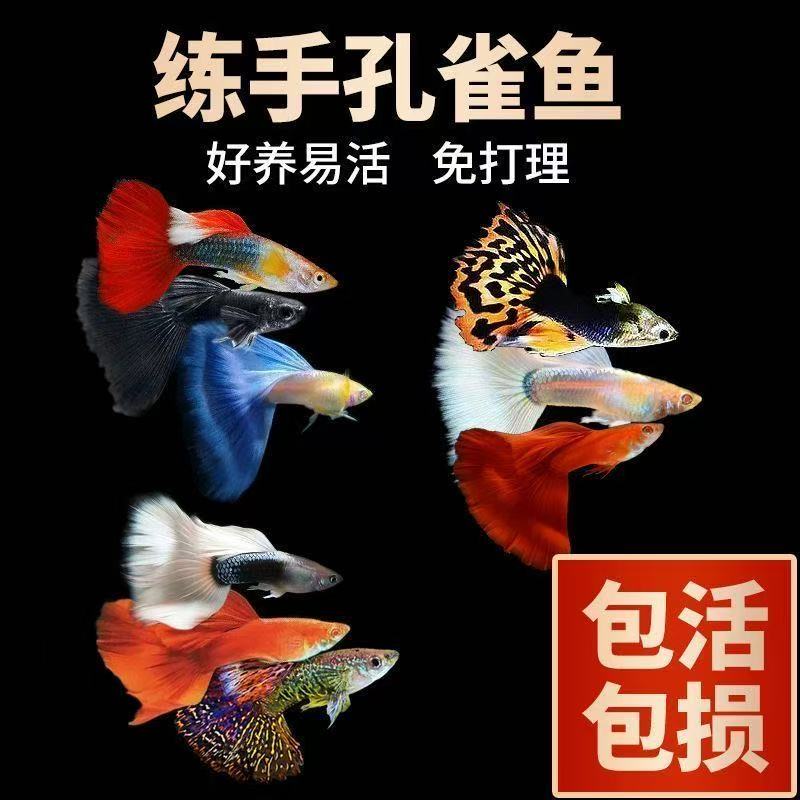 白金红尾孔雀鱼观赏鱼活体淡水好养耐活适合新手练手（入缸不赔付）