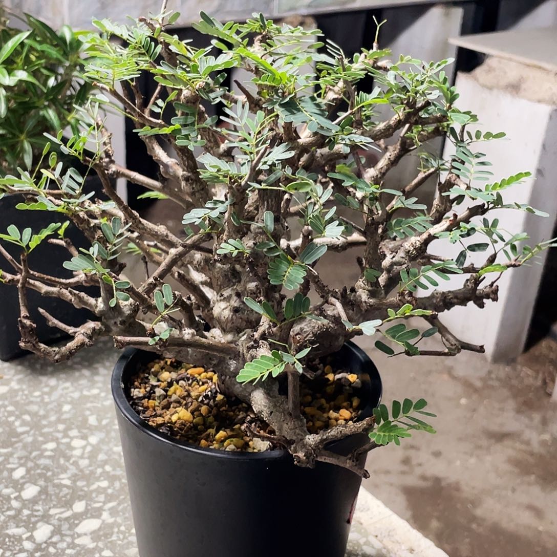 捡漏 念珠苏木6666666666