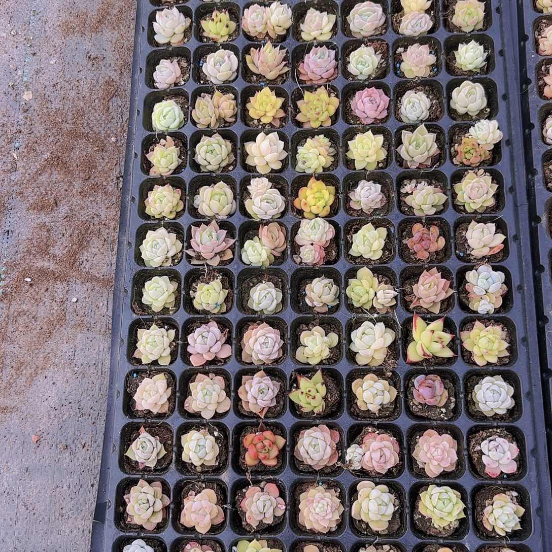 直播一物一拍多肉71