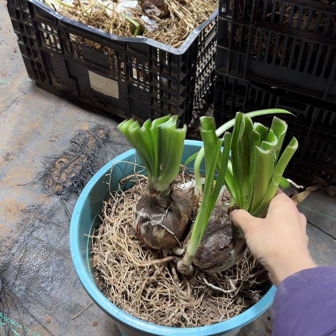 3号异域孔雀双胞胎8+9