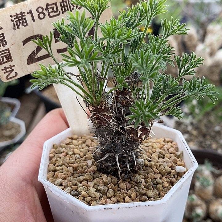 257豪猪洋葵带盆一一一一