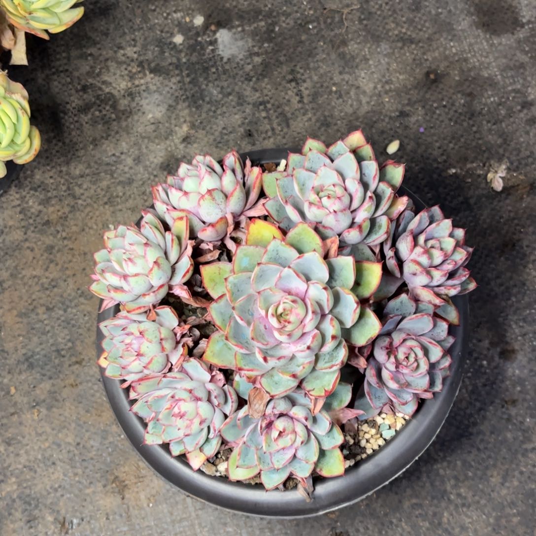 小雨多肉一物一拍赫拉薰衣草