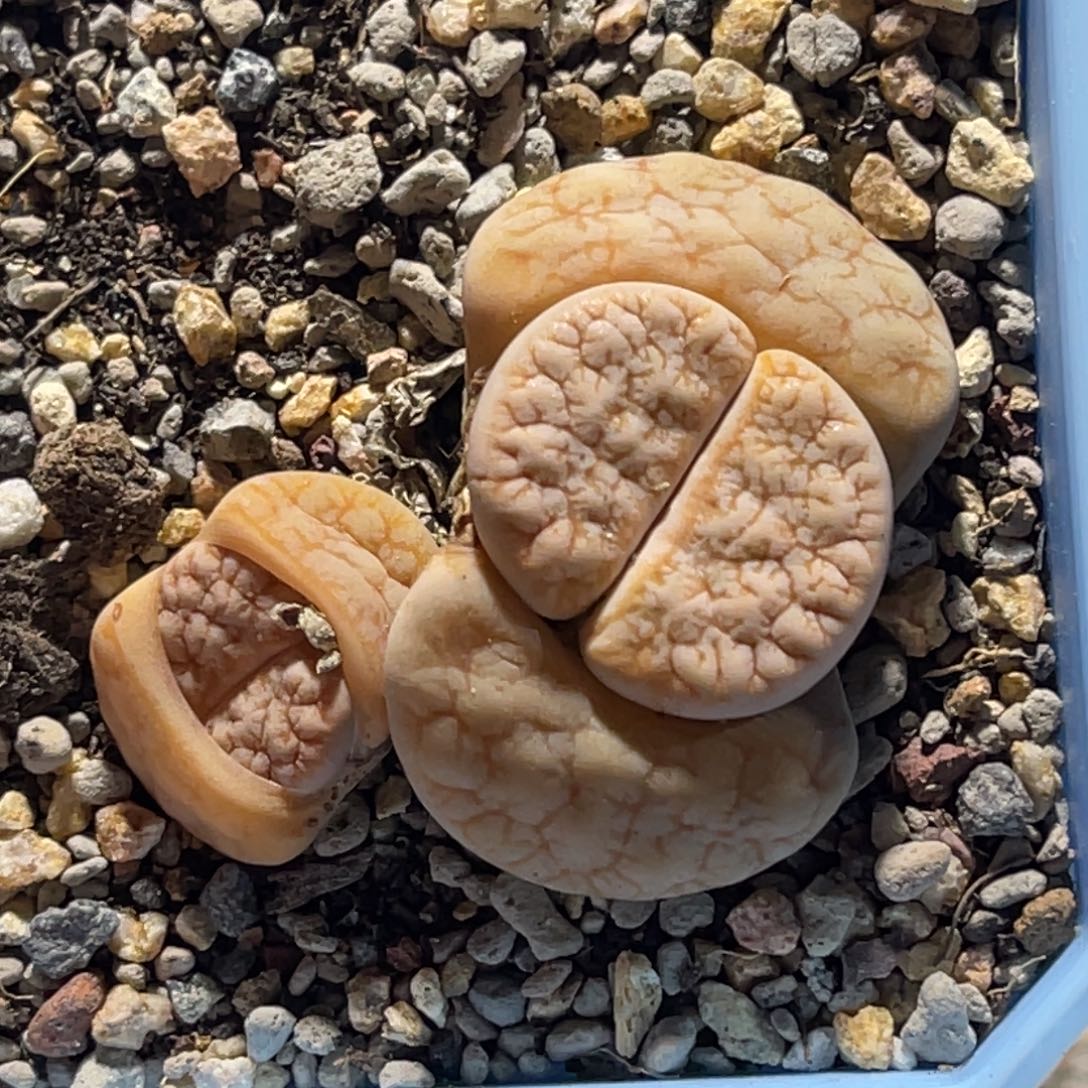 8000双头拿铁蜜纹261