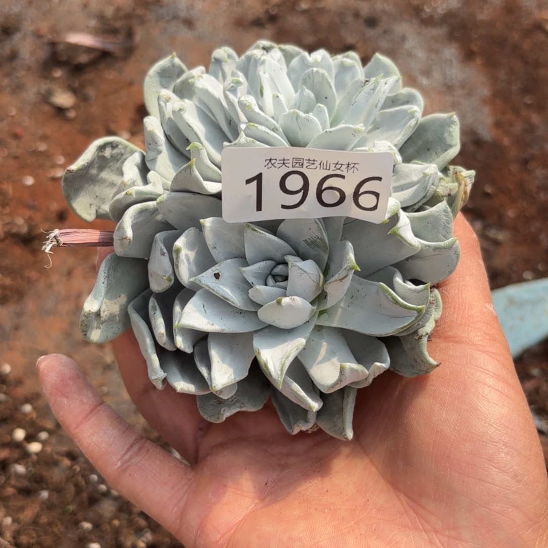 3代杂交仙女杯多肉福利 瑕疵