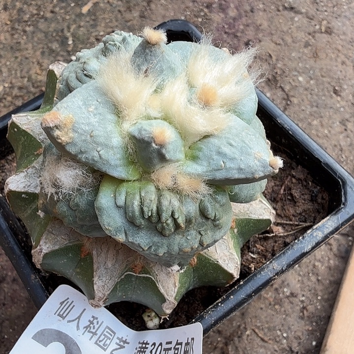 无花朵262白肌大尤怒涛东三