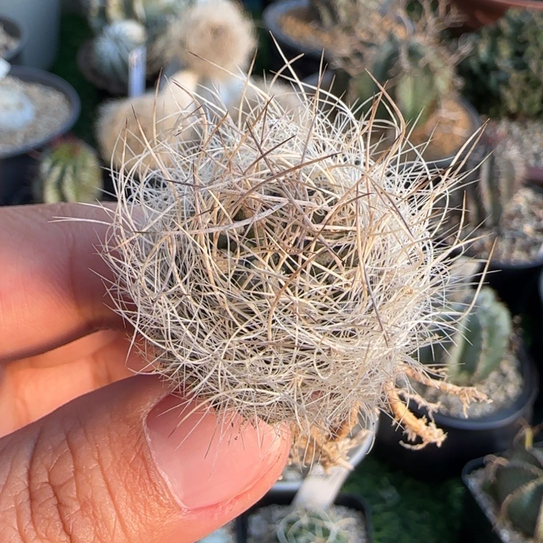 1038 实生 仙人球