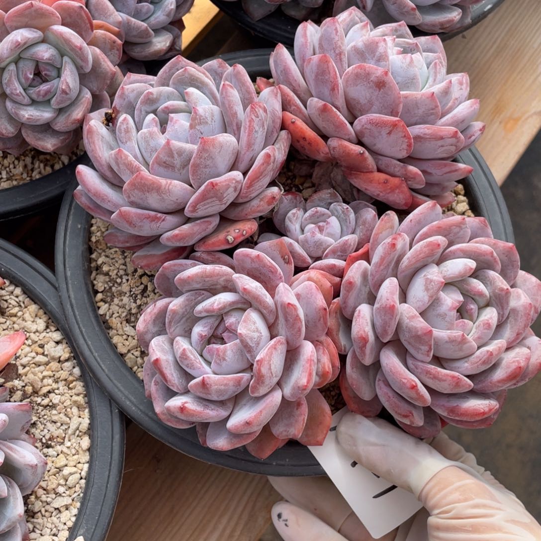 12-1-1静好多肉园艺