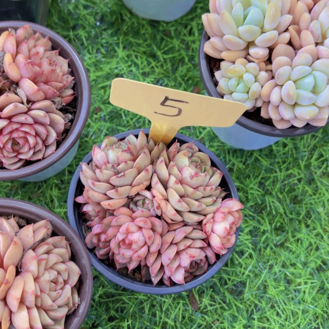 大*李我的小可爱们都好可爱